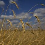 19-09-16 • COMUNICATO STAMPA – Il biologico fa bene anche a chi non lo mangia!