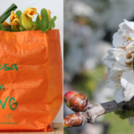 Due nuovi seminari online sui benefici del biologico per salute e ambiente