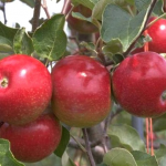 Webinar sui biostimolanti – due incontri on line