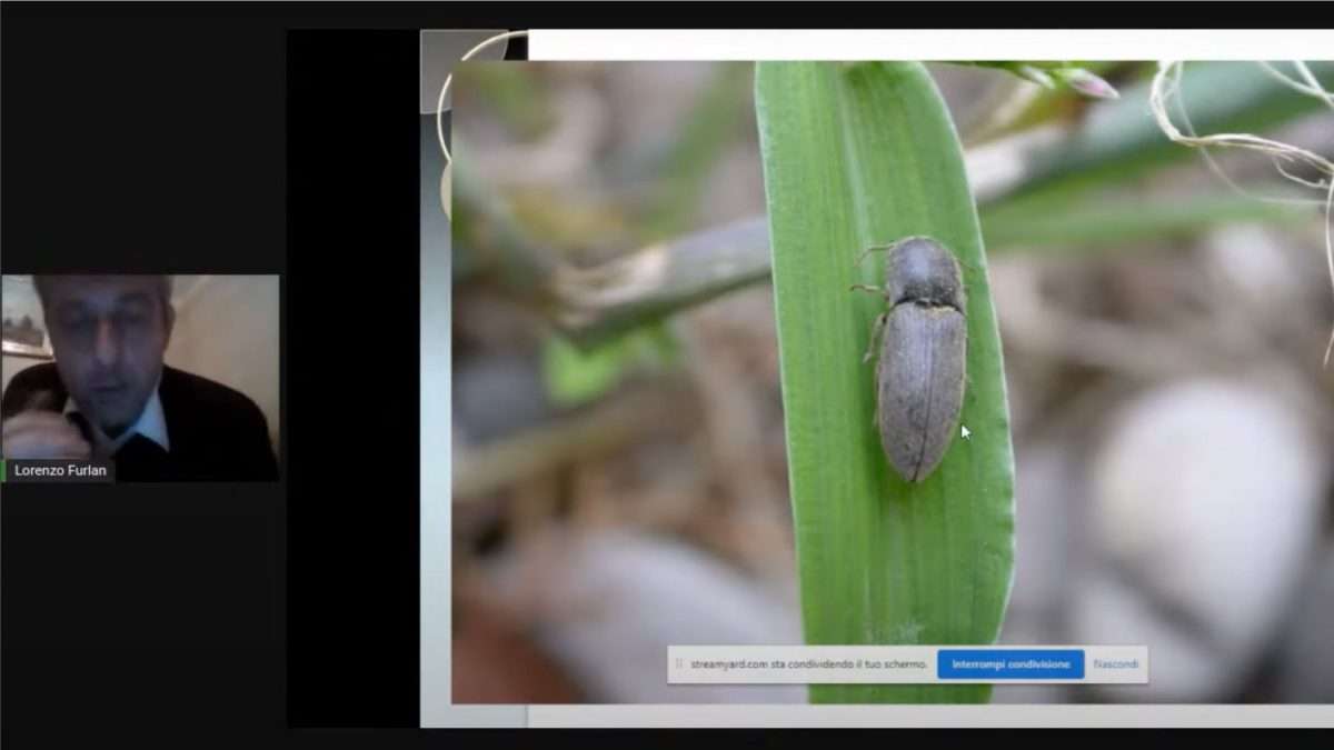 Gli elateridi in agricoltura biologica – Incontro tecnico online