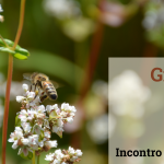 Il grano saraceno: coltivazione, uso, interesse e qualche valutazione – Incontro tecnico online 10 giugno 2021