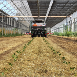 Incontro tecnico: ORTICOLTURA CON PACCIAMATURA VEGETALE: VISITA AZIENDA BASSAN