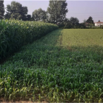 Incontro tecnico: VISITA AL CAMPO PROVA SOVESCI E FORAGGERE DELLA DITTA “PADANA SEMENTI ELETTE”