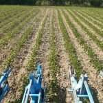 Incontro tecnico: RESOCONTO DELL’ATTIVITÀ DI MONITORAGGIO SEMINATIVI 2021