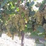 Incontro tecnico: Mezzi tecnici per la difesa delle frutticole e della vite in agricoltura biologica_16/12/2021