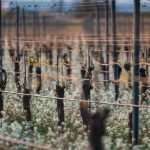 La biodinamica ha bisogno dell’approvazione della scienza?