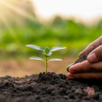 Caro premio Nobel, ecco i limiti della scienza in agricoltura
