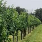 INTAVIEBIO – Presente e Futuro del Vino Bio