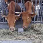 Dobbiamo seminare più mais?