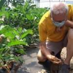 Orticolura bio in FVG: una bella realtà, diverse opportunità di crescita ma più di qualche difficoltà