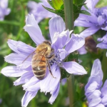 Incontro tecnico: VISITA GUIDATA IN CAMPO. AZIENDA SEMENTIERA SMARTIES.BIO