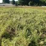 Incontro tecnico: PROVE VARIETALI DI LEGUMINOSE DA GRANELLA