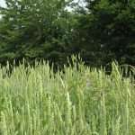 Dai seminativi le più interessanti evoluzioni?