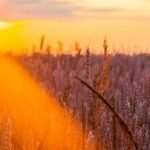 Ci manca la terra sotto i piedi!