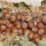 Formazione in campo il 25 ottobre sulla Frutticoltura Biologica