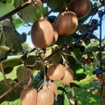 13.12.2022 INCONTRO TECNICO: SOLUZIONI INNOVATIVE PER LA FRUTTICOLTURA BIOLOGICA.