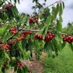 14.02.2023 INCONTRO SU MEZZI TECNICI PER LA PROTEZIONE E GESTIONE DELLE COLTURE IN AGRICOLTURA BIOLOGICA