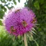 La PAC dal punto di vista del biologico