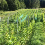 Il vino, il clima e la montagna