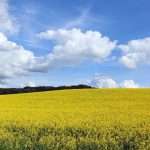 Oleaginose in biologico in FVG, opportunità, difficoltà e qualche nuova idea