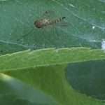 Incontro tecnico frutticoltura biologica 12 luglio: l’afide lanigero fitofago chiave del melo