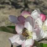 Presentazione prove sperimentali viticoltura e frutticoltura bio – 03 agosto