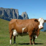 Visita all’altopiano della Lessinia (Vicenza)