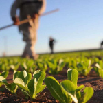 La risposta all’editoriale di Michele Pisante sull’innovazione in agricoltura biologica