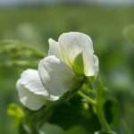 Un gran classico, seppur trascurato, il pisello