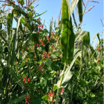 Si fa presto a dir fagiolo 2!