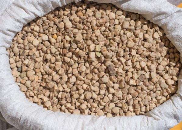 La Cicerchia, che ha pure un nome in friulano!