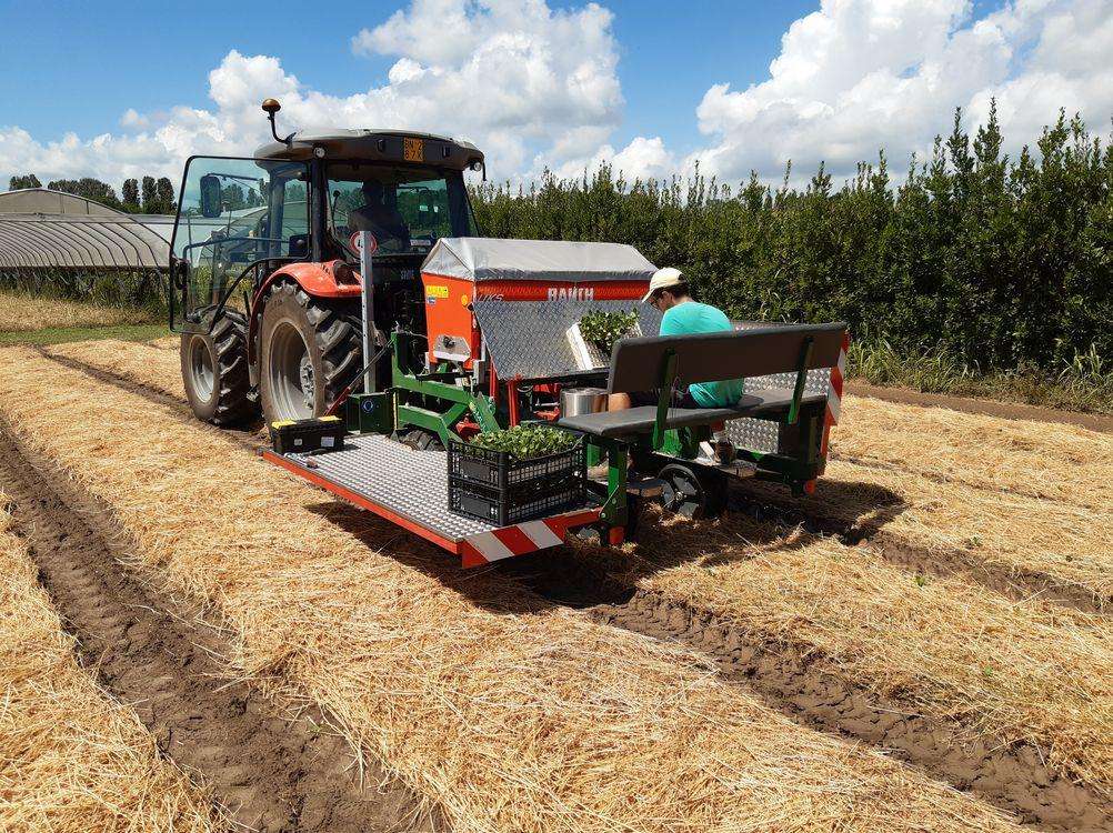 08.02.2024 Esperienze di trapianto meccanico su pacciamatura vegetale (mulch)