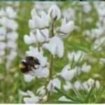 Il lupino: il meno “addomesticato” dei legumi