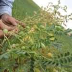 Lenticchie per Capodanno!