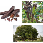 Quando la leguminosa è un albero: il carrubo.