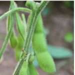 La soia non è solo per polli e maiali!