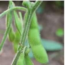 La soia non è solo per polli e maiali!