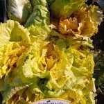 12.02.2024 Visita conclusiva al campo catalogo orticole invernali