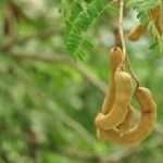 Un’altra leguminosa arborea