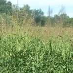 3 – 4 ottobre 2024 Le piante bio-indicatrici