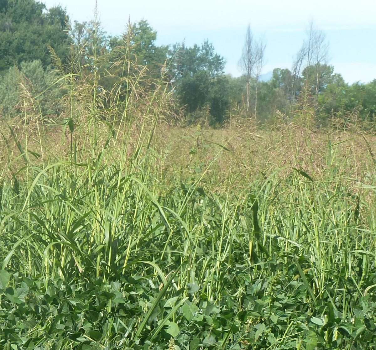 Le piante bio-indicatrici: cosa sono, cosa indicano, come decifrarle il metodo Ducerf