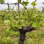 Giornata dedicata alla Viticoltura Bio – 06.12.2024