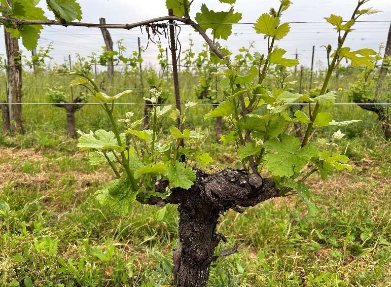 Potatura verde della vite – SPOSTATO AL 09 MAGGIO