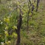 Peronospora: giochiamo d’astuzia