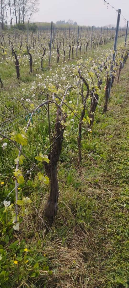 Peronospora: giochiamo d’astuzia