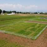 Prove varietali e di consociazione di specie alimentari