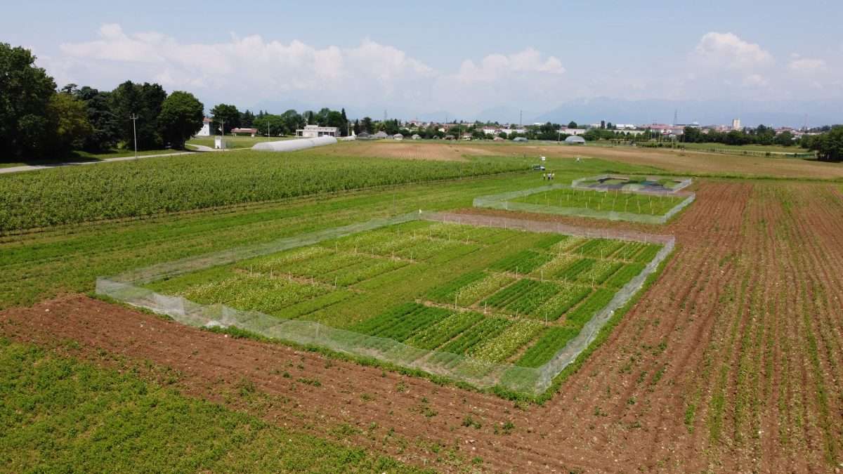 Prove varietali e di consociazione di specie alimentari