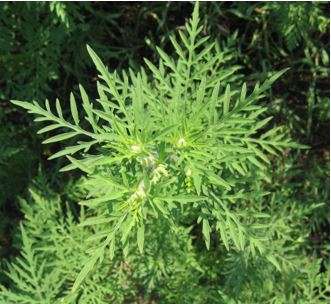 Ancora ambrosia, ma non quella che ci piace.