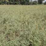 Prove di consociazione cece-camelina