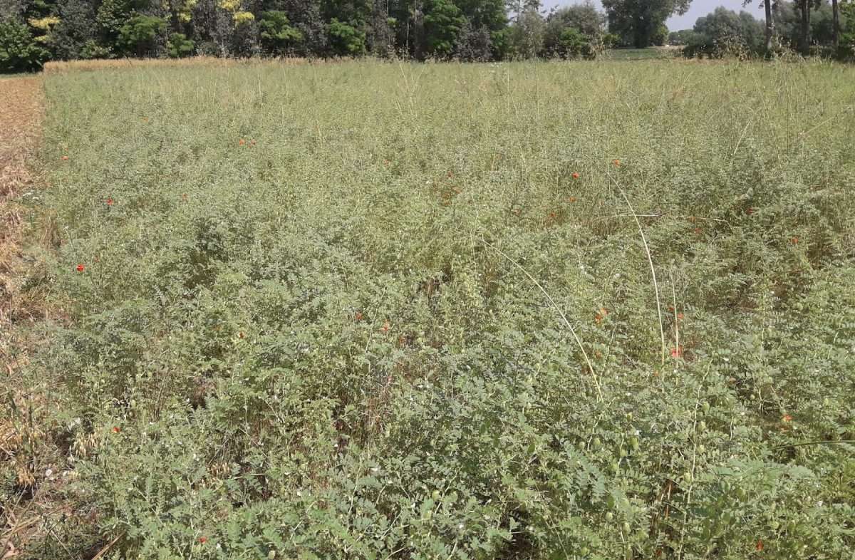 Prove di consociazione cece-camelina